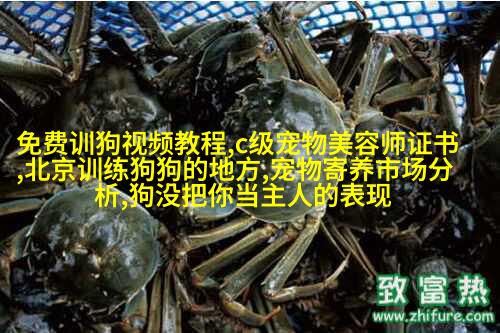金毛寻回犬