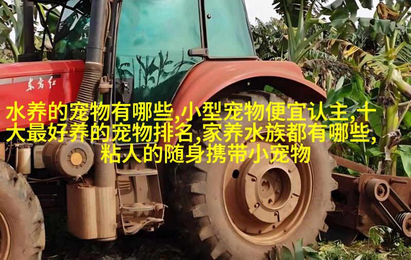阿拉斯加马尔相思