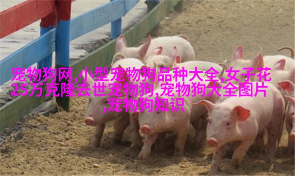 萨摩耶德长毛猫