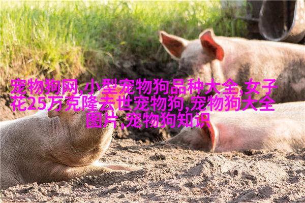英国短毛猫