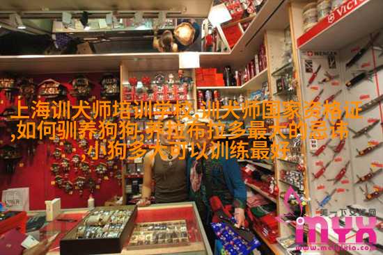 英国长毛