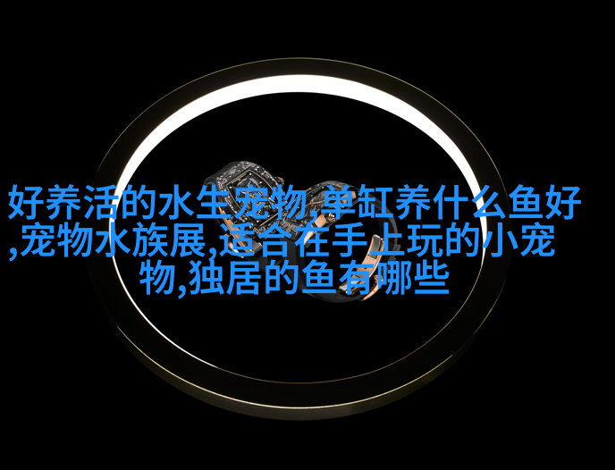 金毛寻回犬