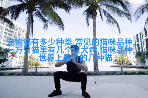 玩耍中的欢笑