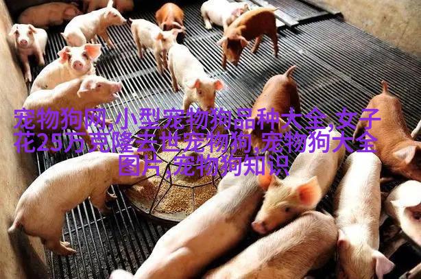 埃及马夫拉混血