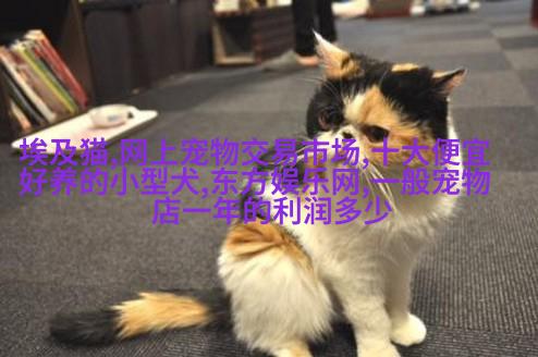 哈士基