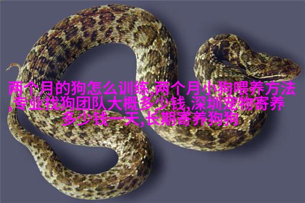博美犬