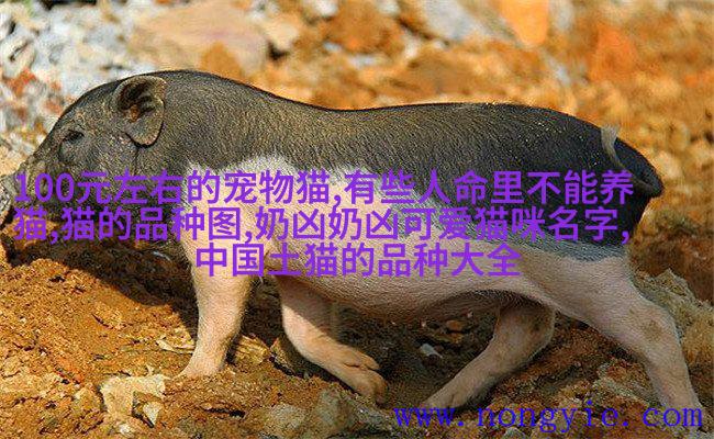 波斯柯克瑞斯