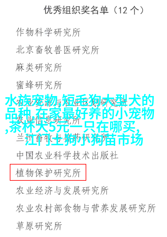 英国短毛