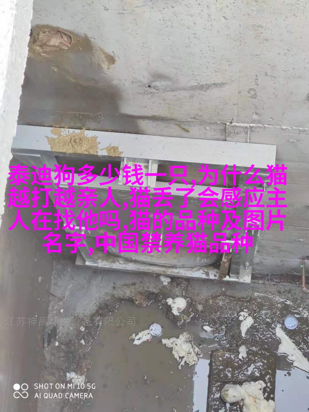 英国短毛 terrier