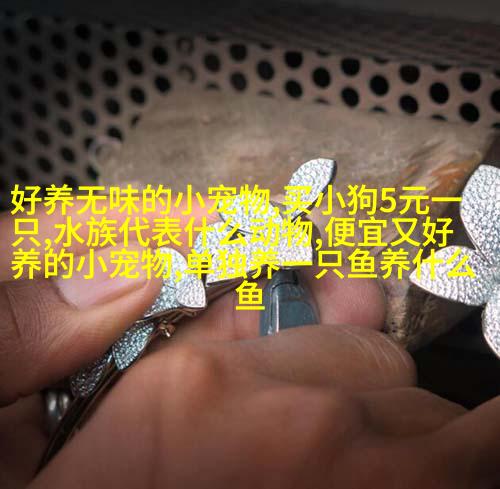 阿拉斯加黄油边皮猎场指挥官