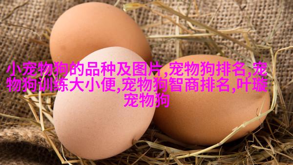 玩耍游戏