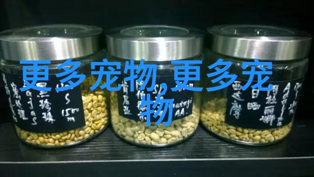 雪白色波士顿牛dog