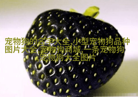 比熊