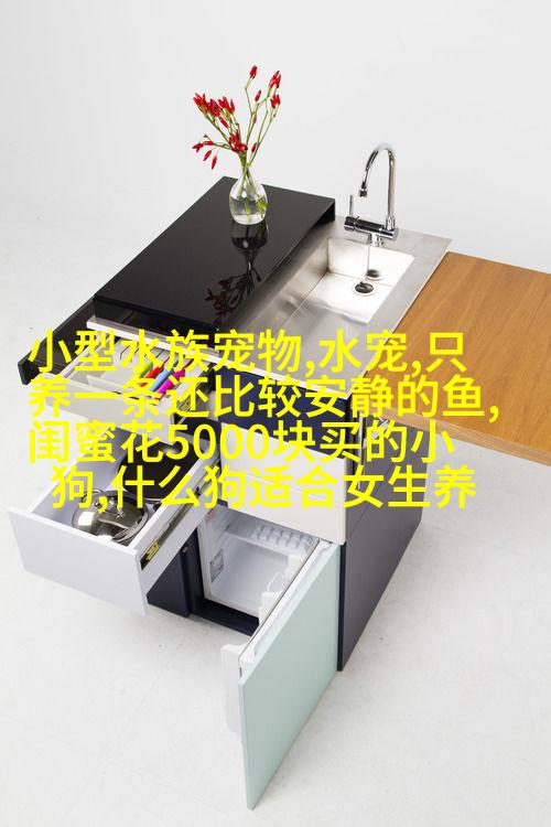 绒球娃娃猫dogo