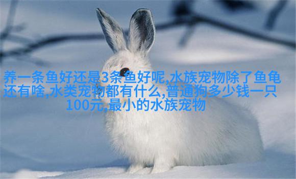 巴尔哈萨尔