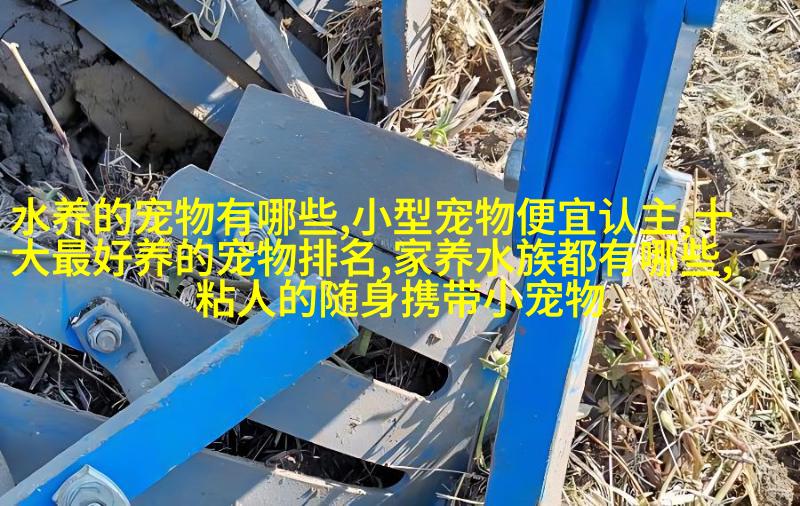 活泼玩耍中的布偶金毛寻回犬