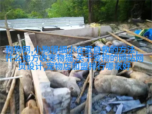 马尔济斯猎犬
