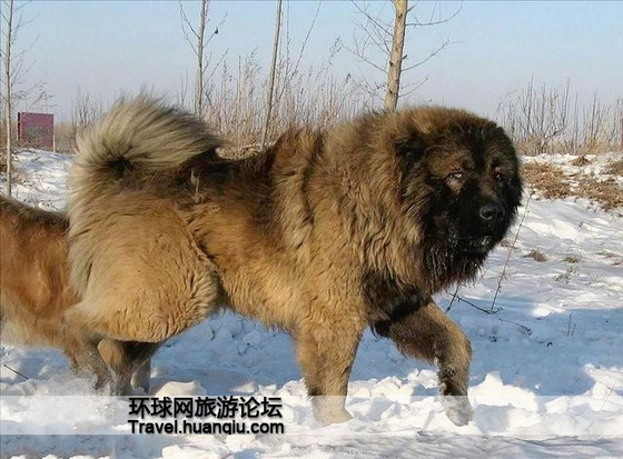 高加索犬到底有多大_高加索犬视频大全_大高加索犬/