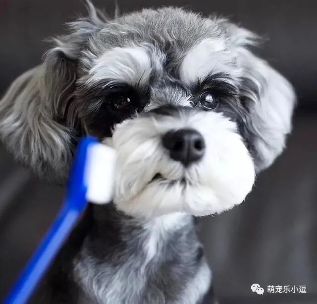 女生手机养宠物会说话的游戏_女生应该养什么最好养的宠物_适合女生养的宠物不臭/