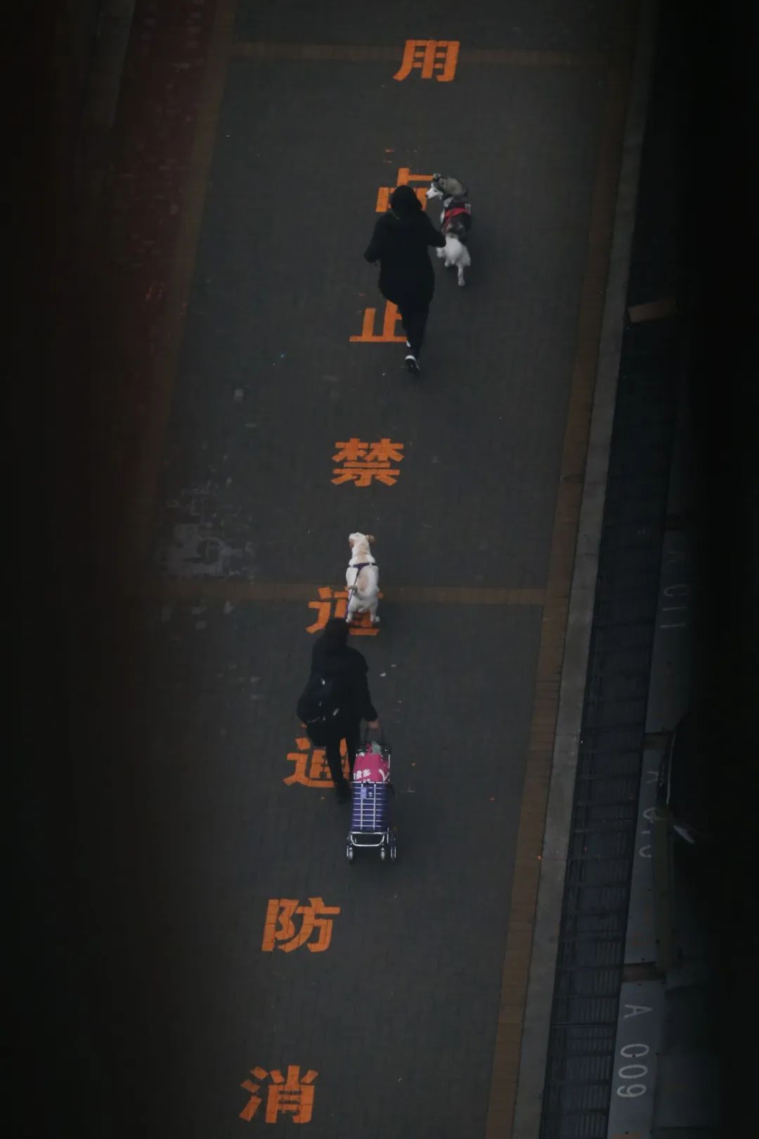 北京宠物托管_北京宠物托管所_北京宠物托管多少钱一天/