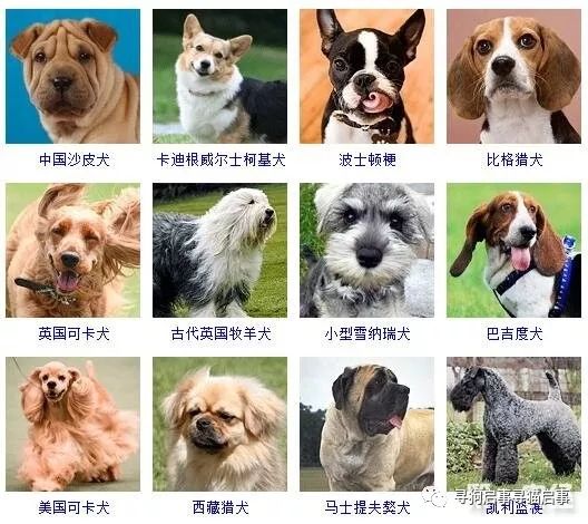 宠物种类大全狗图片_宠物狗种类大全_宠物狗种类大全带图/
