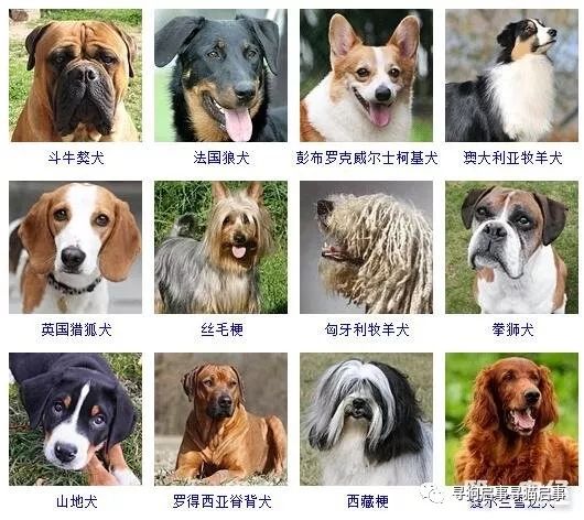 宠物狗种类大全_宠物狗种类大全带图_宠物种类大全狗图片/