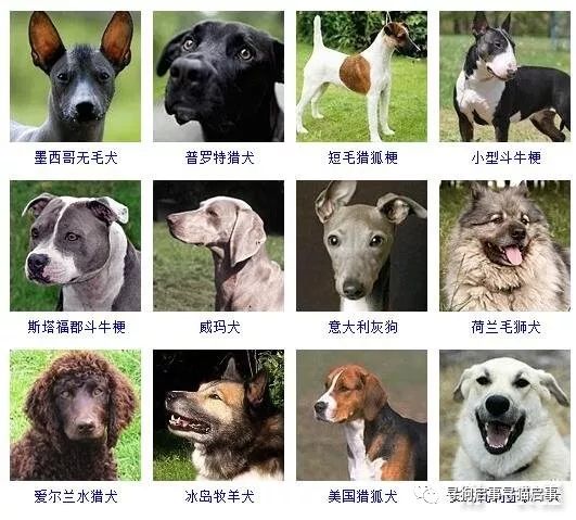 宠物狗种类大全_宠物狗种类大全带图_宠物种类大全狗图片/