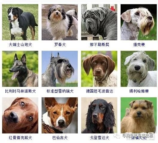 宠物狗种类大全_宠物狗种类大全带图_宠物种类大全狗图片/
