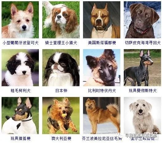 宠物狗种类大全_宠物狗种类大全带图_宠物种类大全狗图片/