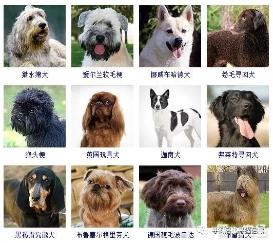 宠物种类大全狗图片_宠物狗种类大全带图_宠物狗种类大全/