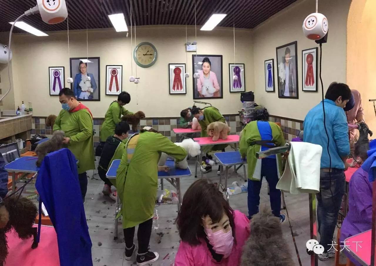 北京宠物美容培训学校哪家好_北京宠物美容学校培训价格表_培训美容宠物北京学校好吗/