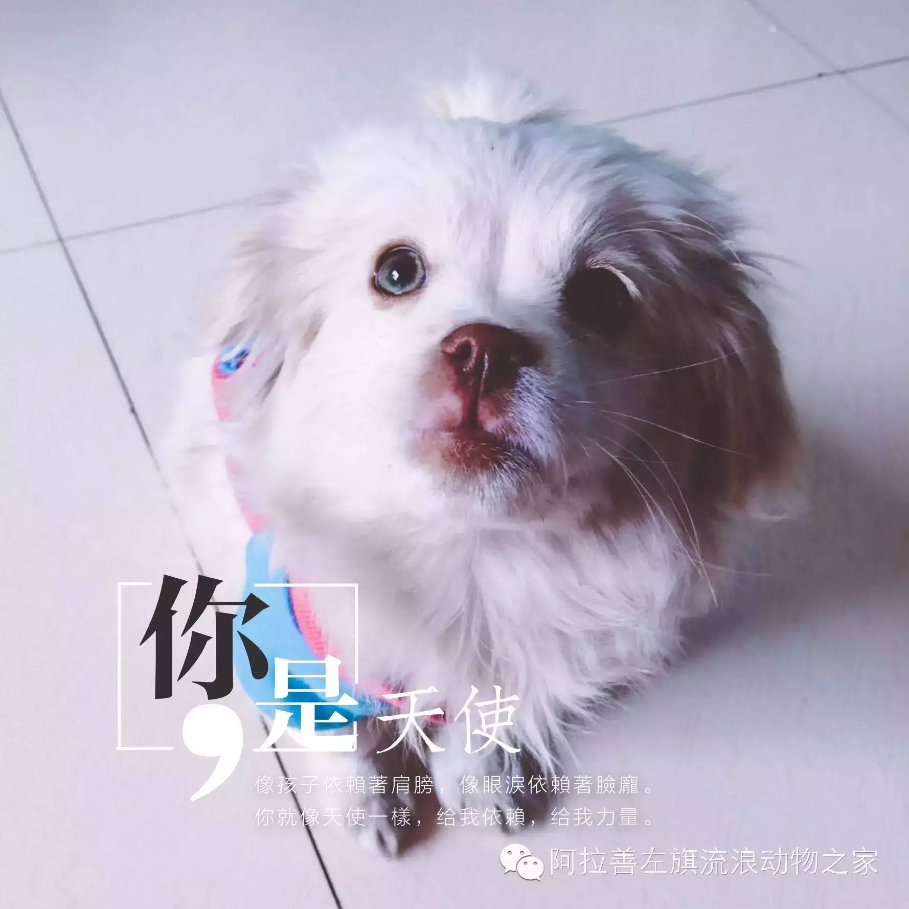 爱宠网app_我们爱宠物网_爱宠物app/