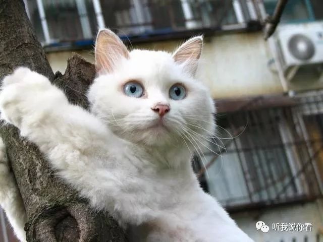 狮子猫图片_狮子猫_狮子猫是什么品种/