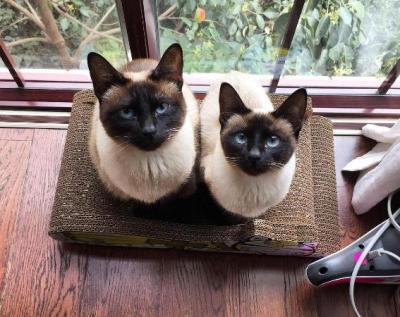 猫的灵性特别强_猫很灵性是什么意思_猫的灵性有多强/