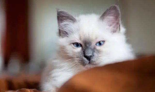 名种猫好还是家猫_扬州买猫哪个宠物店好_宠物猫哪种好养和聪明/