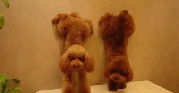 宠物狗排名智商排名_宠物狗排名前十名_宠物狗排名/
