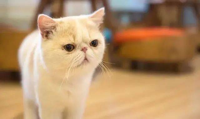 名种猫好还是家猫_扬州买猫哪个宠物店好_宠物猫哪种好养和聪明/