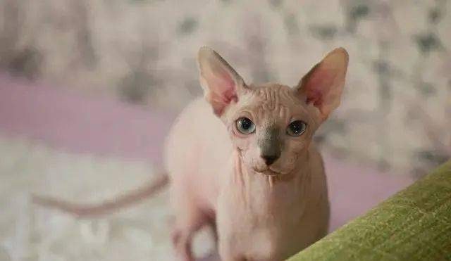 宠物猫哪种好养和聪明_扬州买猫哪个宠物店好_名种猫好还是家猫/