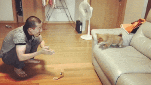 宠物狗条虫_一条宠物狗_宠物狗条件假设/