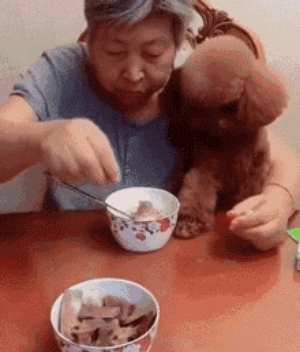 宠物狗条件假设_宠物狗条虫_一条宠物狗/