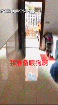 宠物狗条虫_一条宠物狗_宠物狗条件假设/