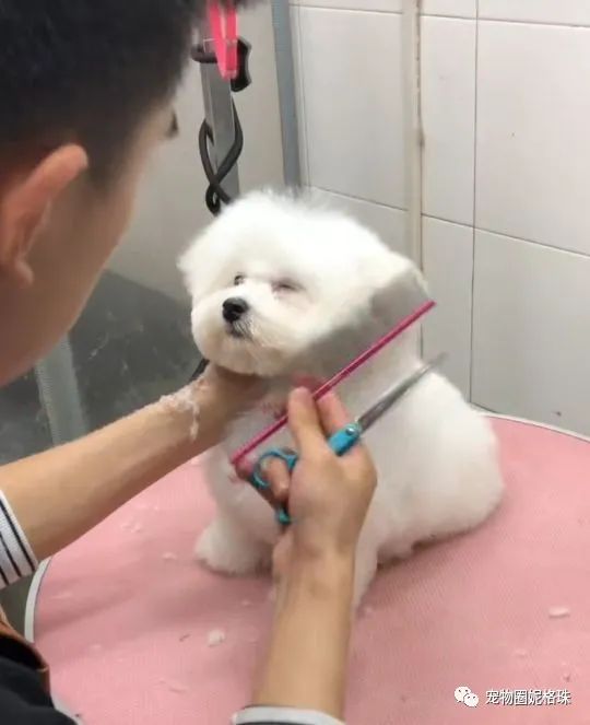可爱宠物狗有哪些品种_可爱宠物狗_可爱的宠物狗图片壁纸/