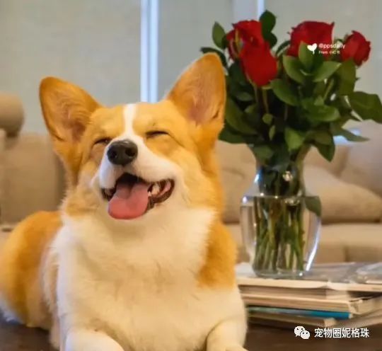 可爱宠物狗有哪些品种_可爱宠物狗_可爱的宠物狗图片壁纸/