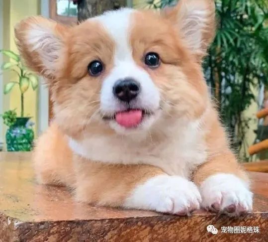 可爱的宠物狗图片壁纸_可爱宠物狗有哪些品种_可爱宠物狗/