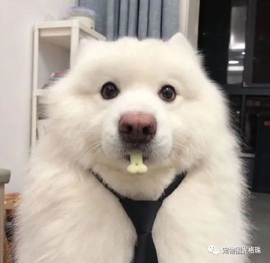 可爱宠物狗有哪些品种_可爱的宠物狗图片壁纸_可爱宠物狗/