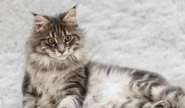 扬州买猫哪个宠物店好_名种猫好还是家猫_宠物猫哪种好养和聪明/