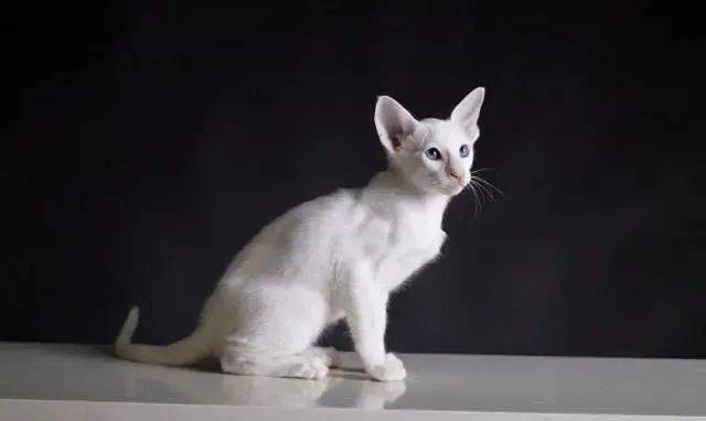 宠物猫哪种好养和聪明_扬州买猫哪个宠物店好_名种猫好还是家猫/