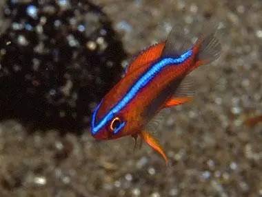 观赏类水生物_观赏分类动物水族图片_水族观赏动物分类