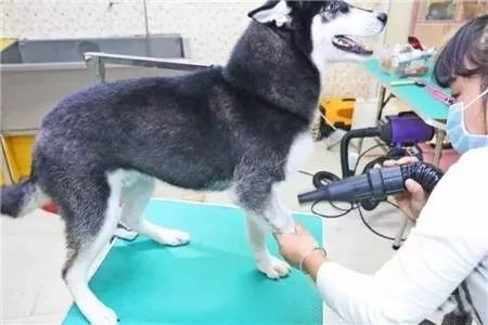 宠物宠物_问一下宠物_更多宠物
