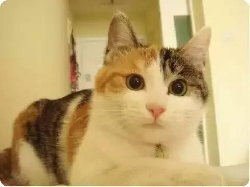 美国短毛猫品种_猫侍里的猫是什么品种_美国宠物猫品种/